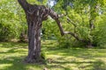 Beautiful fantastic old gray and brown branchy tilted tree with green leaves is in a park in summer