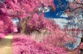 Beautiful fantasy infrared landscape with trees in a forest and fields and lots of purple elements and a deep blue sky