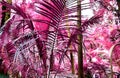 Beautiful fantasy infrared shots of palm trees on the seychelles islands Royalty Free Stock Photo