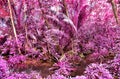 Beautiful fantasy infrared shots of palm trees on the seychelles islands Royalty Free Stock Photo