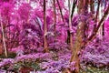 Beautiful fantasy infrared shots of palm trees on the seychelles islands Royalty Free Stock Photo