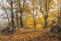 Beautiful farm of chestnut trees with bright autumn colors, with brightly colored leaves that cover the ground. Royalty Free Stock Photo