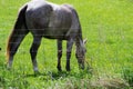 Beautiful Farm Horse Feeding On Green Grass Royalty Free Stock Photo