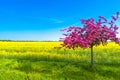 Beautiful farm landscape of rapeseed field and pinky cherry tree Royalty Free Stock Photo