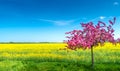 Beautiful farm landscape of rapeseed yellow field and pink cherry tree aka sakura  in Spring Royalty Free Stock Photo