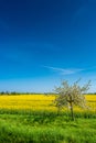 Beautiful farm landscape of rapeseed yellow field and white cherry tree aka in Spring Royalty Free Stock Photo