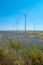Beautiful farm landscape with wheat field, red poppies, white chamomile and blue cornflowers Centaurea Cyanus with wind turbines