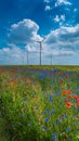 Beautiful farm landscape with wheat field, red poppies, white chamomile and blue cornflowers Centaurea Cyanus with wind turbines Royalty Free Stock Photo