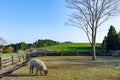 Beautiful Farm Royalty Free Stock Photo