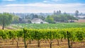 Beautiful Farm View in British Columbia. Vineyards with grapevines, barns, trees. Surrounded by farms, fields, forests