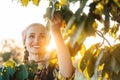 Beautiful farmer woman harvesting cherries from a tree Royalty Free Stock Photo