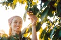 Beautiful farmer woman harvesting cherries from a tree Royalty Free Stock Photo