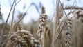 Close up of stems of golden wheat, grain spike . Royalty Free Stock Photo