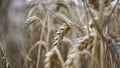 Close up of stems of golden wheat, grain spike . Royalty Free Stock Photo