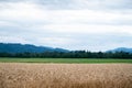 Beautiful farmland with golden wheat field and green meadows