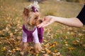 beautiful fashionable little dog Yorkshire Terrier in clothes on a walk in the autumn Park eats a treat from the hand. Royalty Free Stock Photo