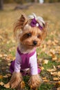 beautiful fashionable little dog Yorkshire Terrier in clothes on a walk in the autumn Park looks at the camera. Royalty Free Stock Photo