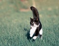 Beautiful fast cat fun running on green summer meadow jumping hi