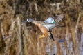 Blue-winged Teal in fast flight positioned for landing Royalty Free Stock Photo