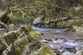 Beautiful fast mountain river in forest. Slovakia Royalty Free Stock Photo
