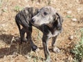 Beautiful fast spanish greyhound dog energy hunting race