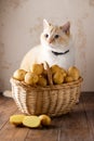 Beautiful fat cat, wicker basket of potatoes, cut tuber on brown wooden table, beige background Royalty Free Stock Photo