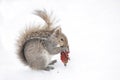 Beautiful fat Grey squirrel eating a sumac drupe in the winter snow near the Ottawa river in Canada