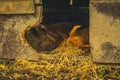 Beautiful fat pig at a Scottish farm Bio agriculture eco