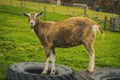 Beautiful fat pig at a Scottish farm Bio agriculture eco