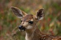 A Beautiful Fawn Royalty Free Stock Photo