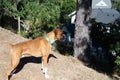 Beautiful fawn boxer standing on a hill looking down at action below