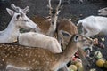 A beautiful fawn deer group held in captivity eating together Royalty Free Stock Photo