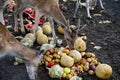 A beautiful fawn deer group held in captivity eating together Royalty Free Stock Photo