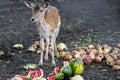 A beautiful fawn deer held in captivity and fruits food around it Royalty Free Stock Photo