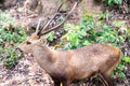 Beautiful fawn in the grass and plants. Concept animals in the zoo