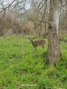 beautiful fearless creature deer