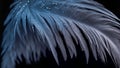 Beautiful feather, drop of water dark background decoration Royalty Free Stock Photo