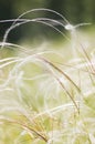 Beautiful feather grass background Royalty Free Stock Photo