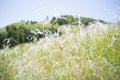 Beautiful feather grass background Royalty Free Stock Photo