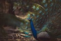 Beautiful feather of indian peacock in natural habitat Royalty Free Stock Photo