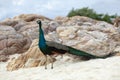 Beautiful feather of male indian peacock standing on sand beach