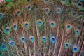 Beautiful feather pattern of a male peacock