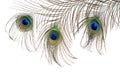 Beautiful feather of a peacock isolated on white