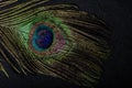 Beautiful feather of a Peacock, the national bird of India, revealing various blend of colors with touch of water droplets