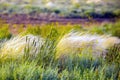 Beautiful of Feather Pennisetum or Mission Grass close up mode with back light of sunrise in the morning, abstract background Royalty Free Stock Photo