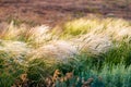 Beautiful of Feather Pennisetum or Mission Grass close up mode with back light of sunrise in the morning, abstract background Royalty Free Stock Photo