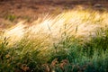 Beautiful of Feather Pennisetum or Mission Grass close up mode with back light of sunrise in the morning, abstract background Royalty Free Stock Photo