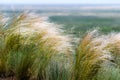 Beautiful of Feather Pennisetum or Mission Grass close up mode with back light of sunrise in the morning, abstract background Royalty Free Stock Photo