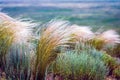 Beautiful of Feather Pennisetum or Mission Grass close up mode with back light of sunrise in the morning, abstract background Royalty Free Stock Photo