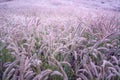 Beautiful Grass flowers fields on the hills